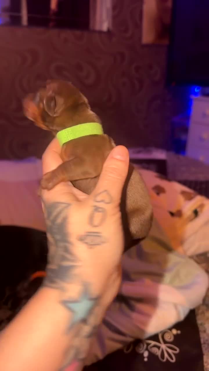 Miniature Dachshund dogs for sale: Beautiful mini dachshund puppies  - Video 3