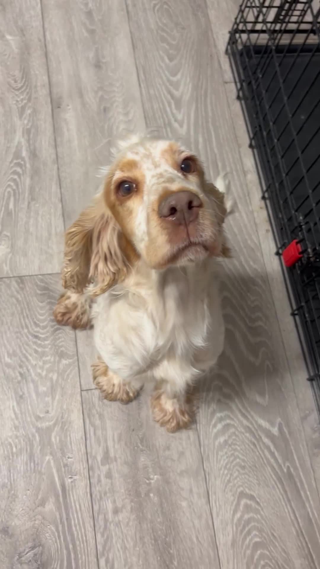 Cocker Spaniel dogs for sale: Lilly the cocker spaniel - Video 4