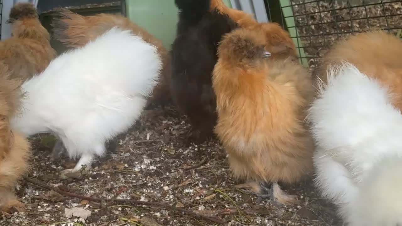 Chickens poultry for sale: Silkie hens x8 kings Lynn  - Video 1