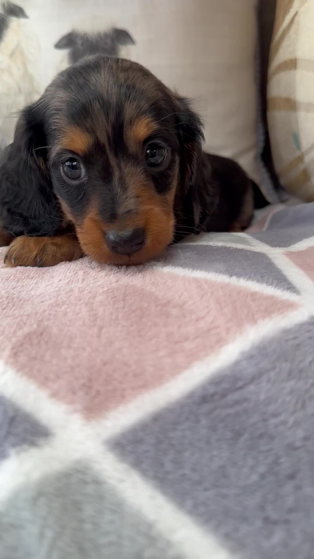 Miniature Dachshund dogs for sale: Miniature Long haired Daschund’s 🐶 - Video 3