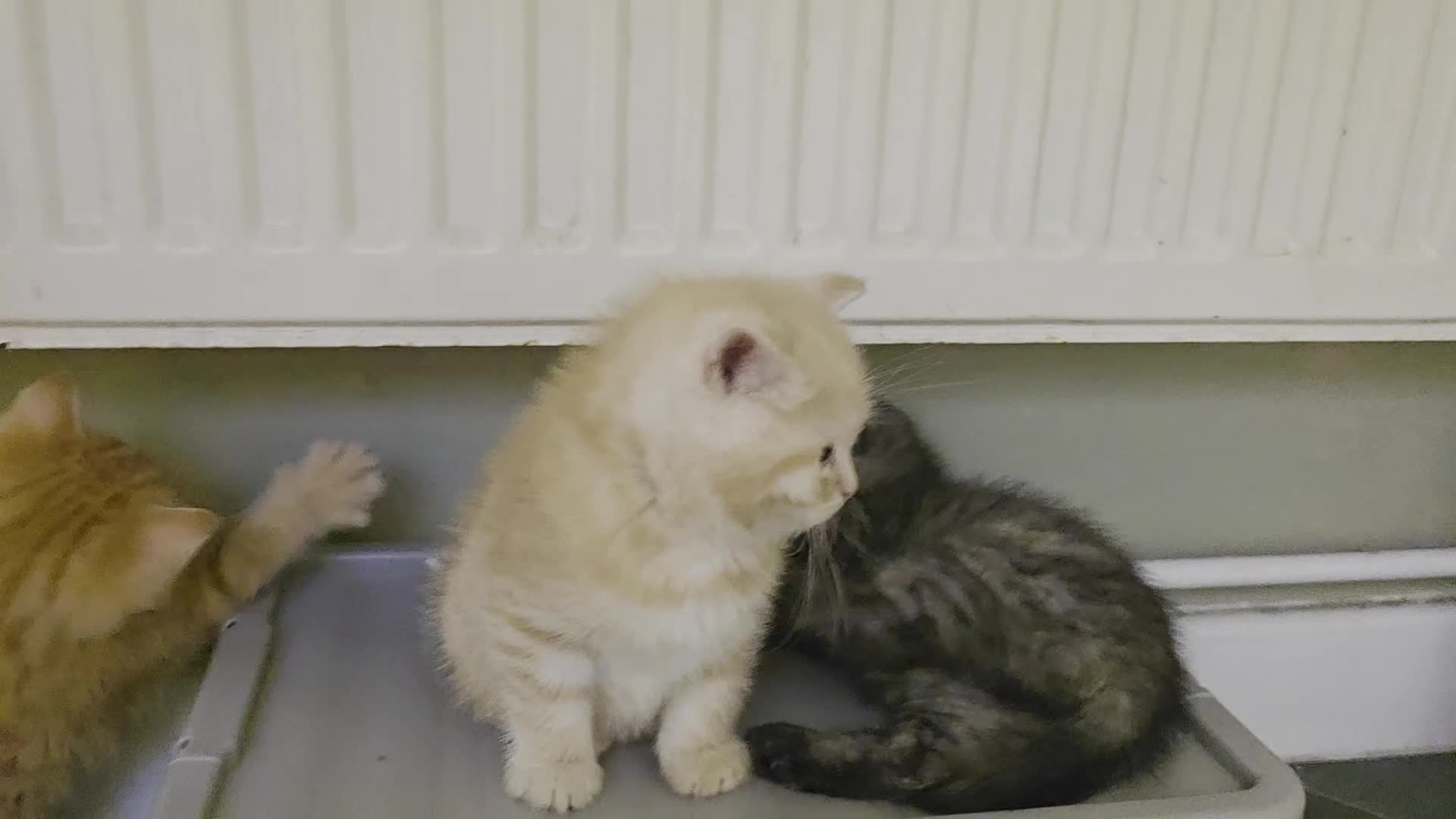 Mixed Breed cats for sale: BSH&domestic/maincoon - Video 1