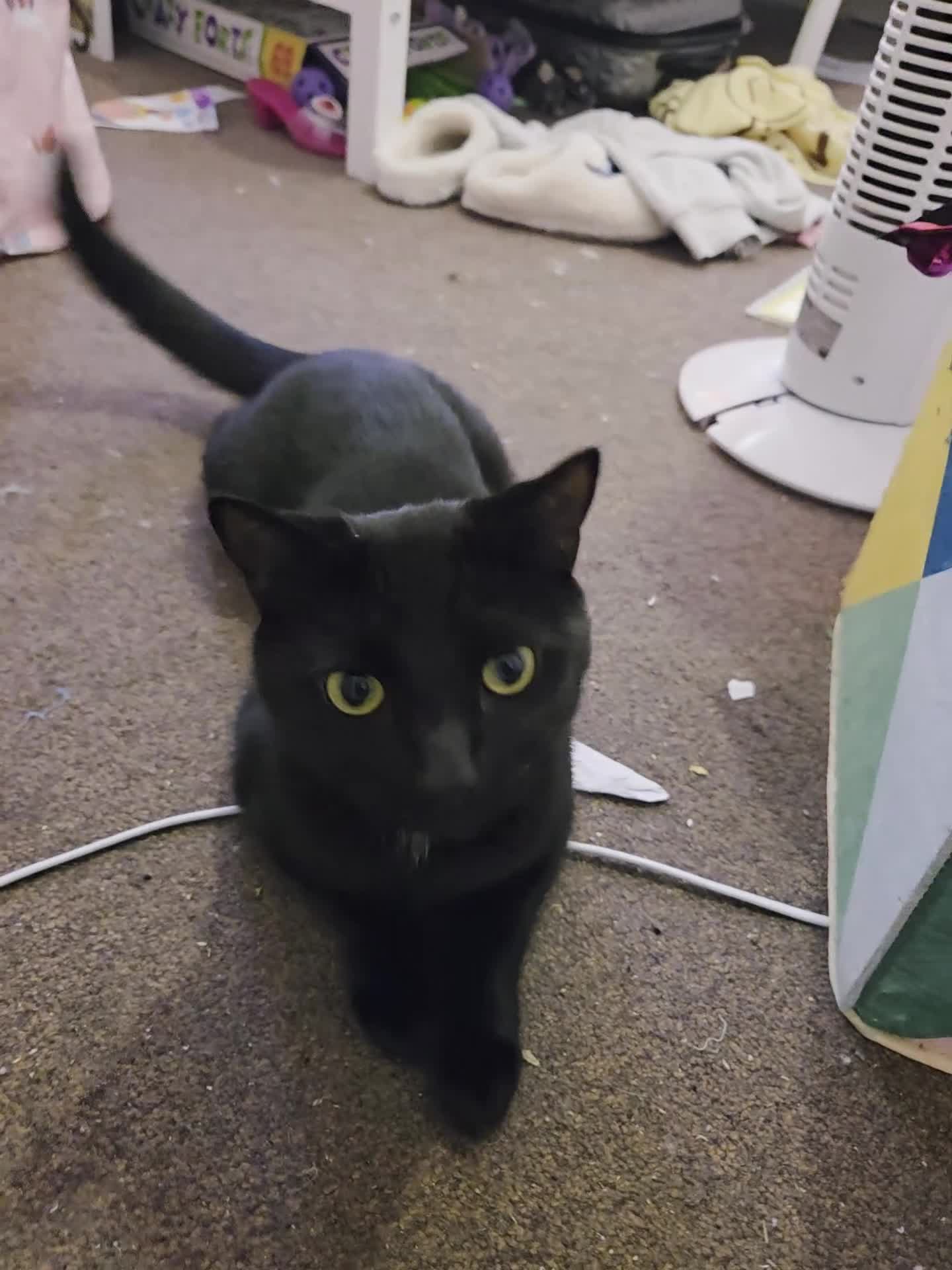 Mixed Breed cats for sale: Midnight *FREE* - Video 1