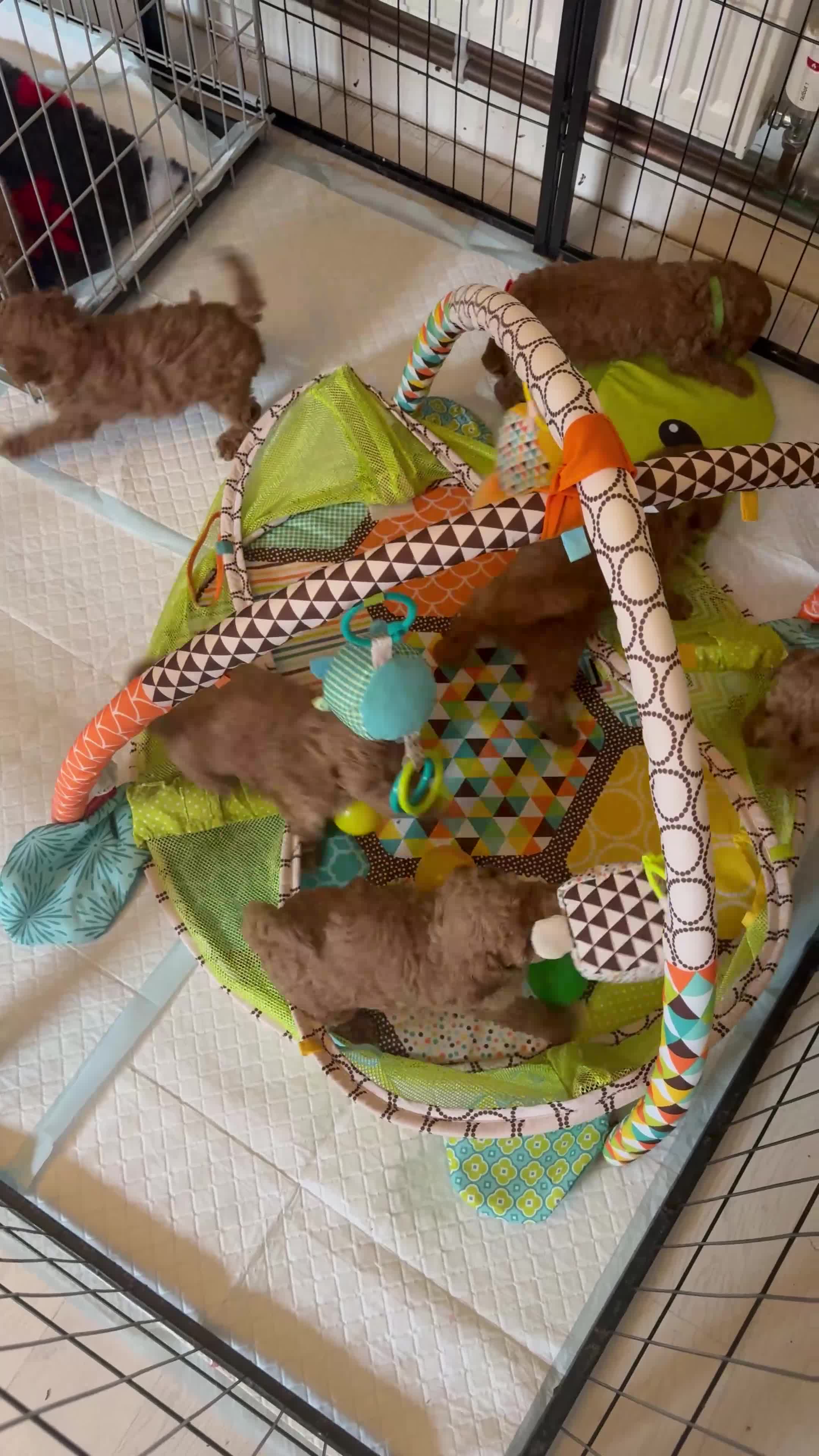 Cavapoo dogs for stud: Cavapoo Stud Dog. 5* Licensed Breeder - Video 1