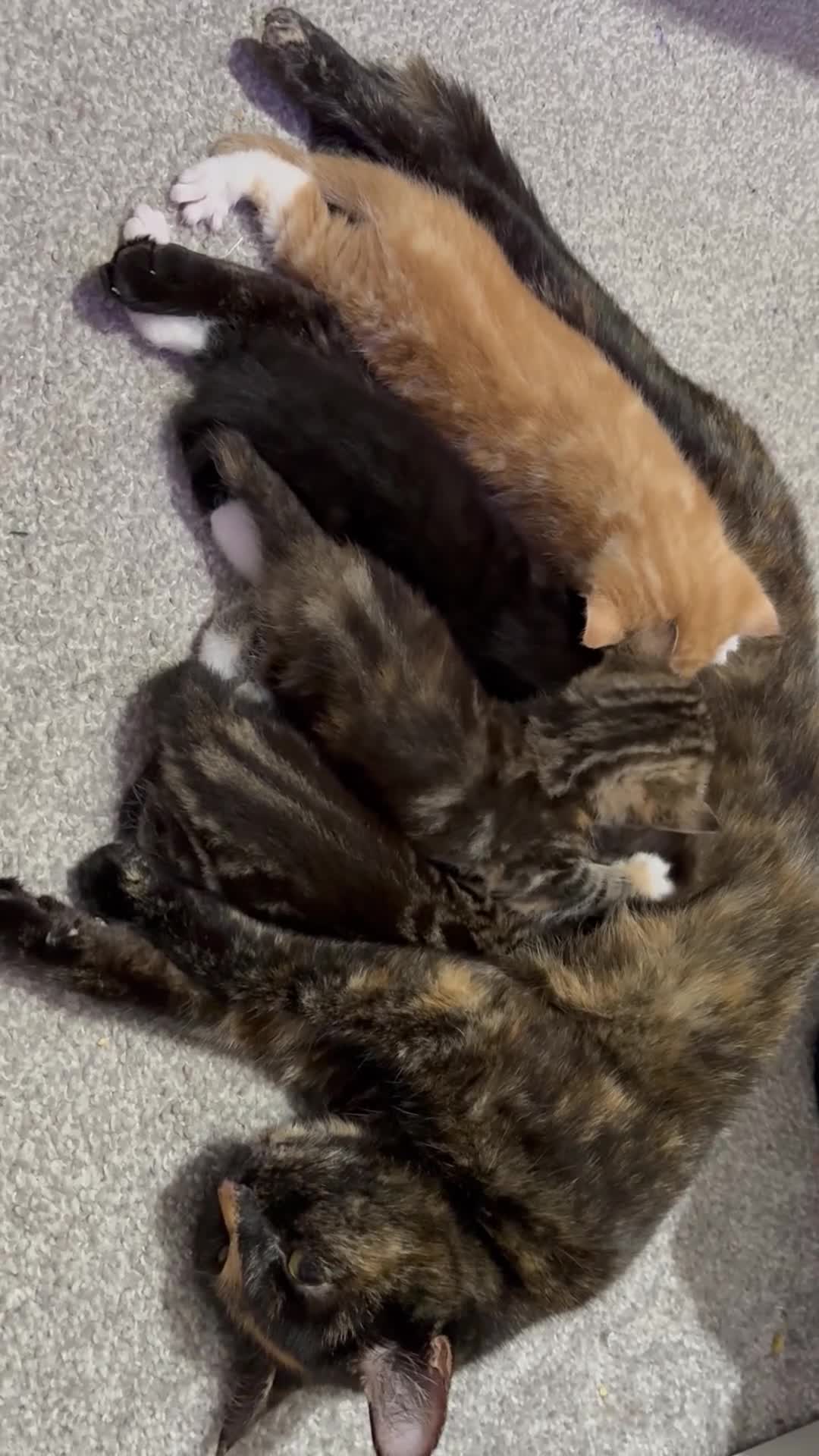 Mixed Breed cats for sale: 3 beautiful kittens looking for a forever home - Video 2