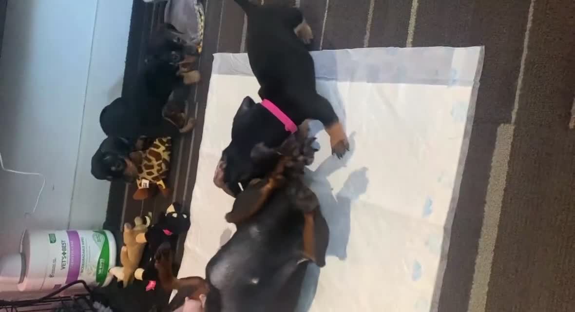 Miniature Dachshund dogs for sale: Miniature dachshund  - Video 1