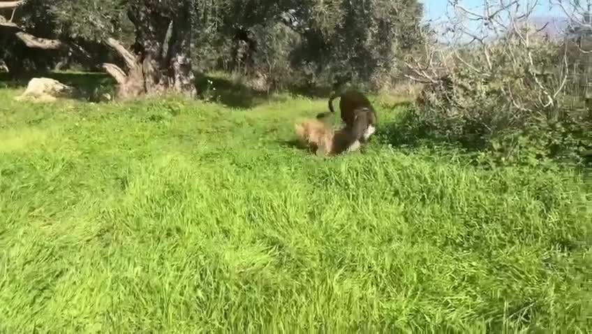 Mixed Breed dogs for sale: Handsome Enzo ready for his forever family - Video 3