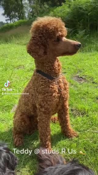 Poodle dogs for stud: Donnajays professional service in Stafford - Video 1