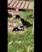 Mixed Breed cats for sale: Lovely  kittens  ready  to go - Video 2