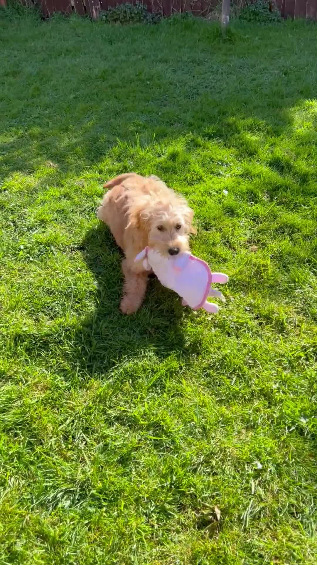 Mini Goldendoodle dogs for sale: 🐾ADORABLE F1 MINIATURE GOLDEN DOODLE GIRL🐾 - Video 1