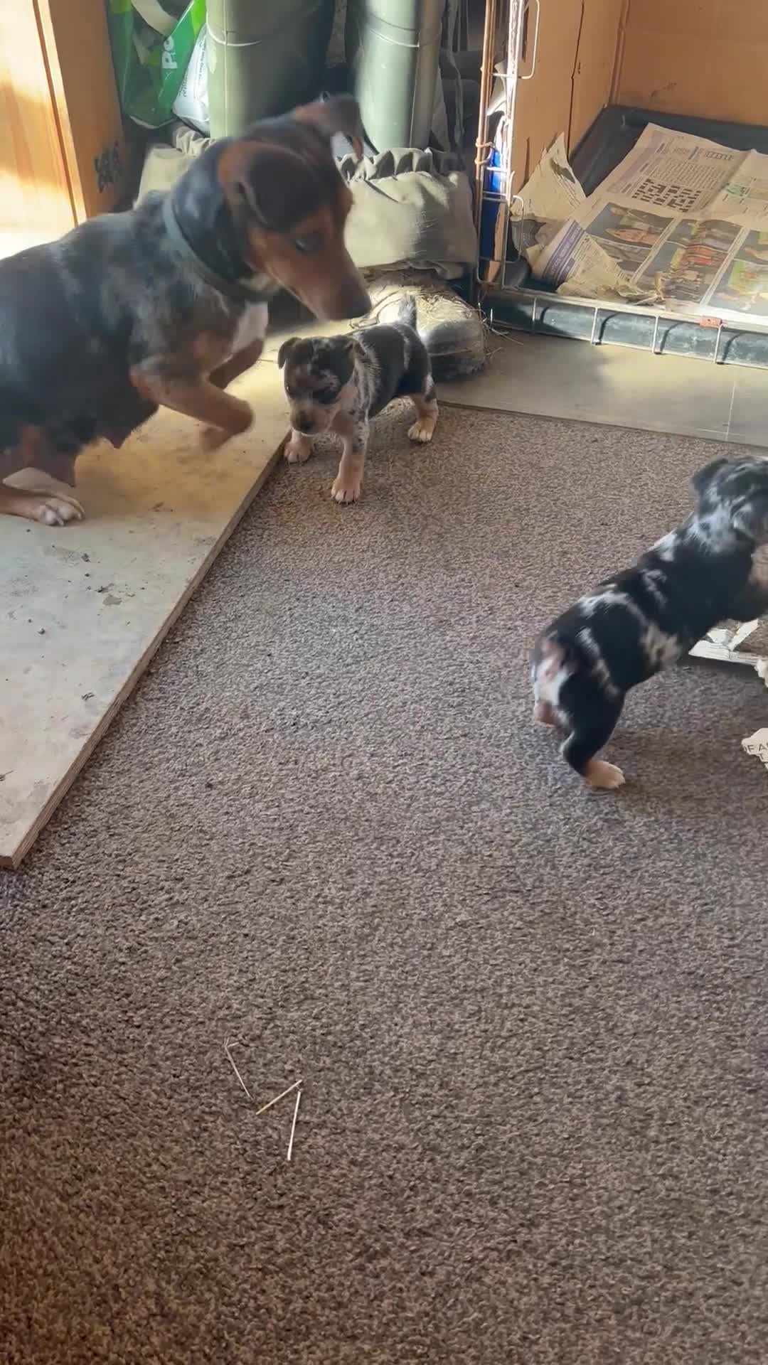 Jack Russell dogs for sale: Blue mearl Jack Russell’s - Video 1