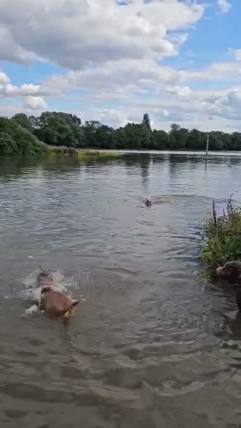 Mixed Breed dogs for adoption: ❤️🐶 GLORIA – A BEAUTIFUL, LOYAL GIRL  in London - Video 5