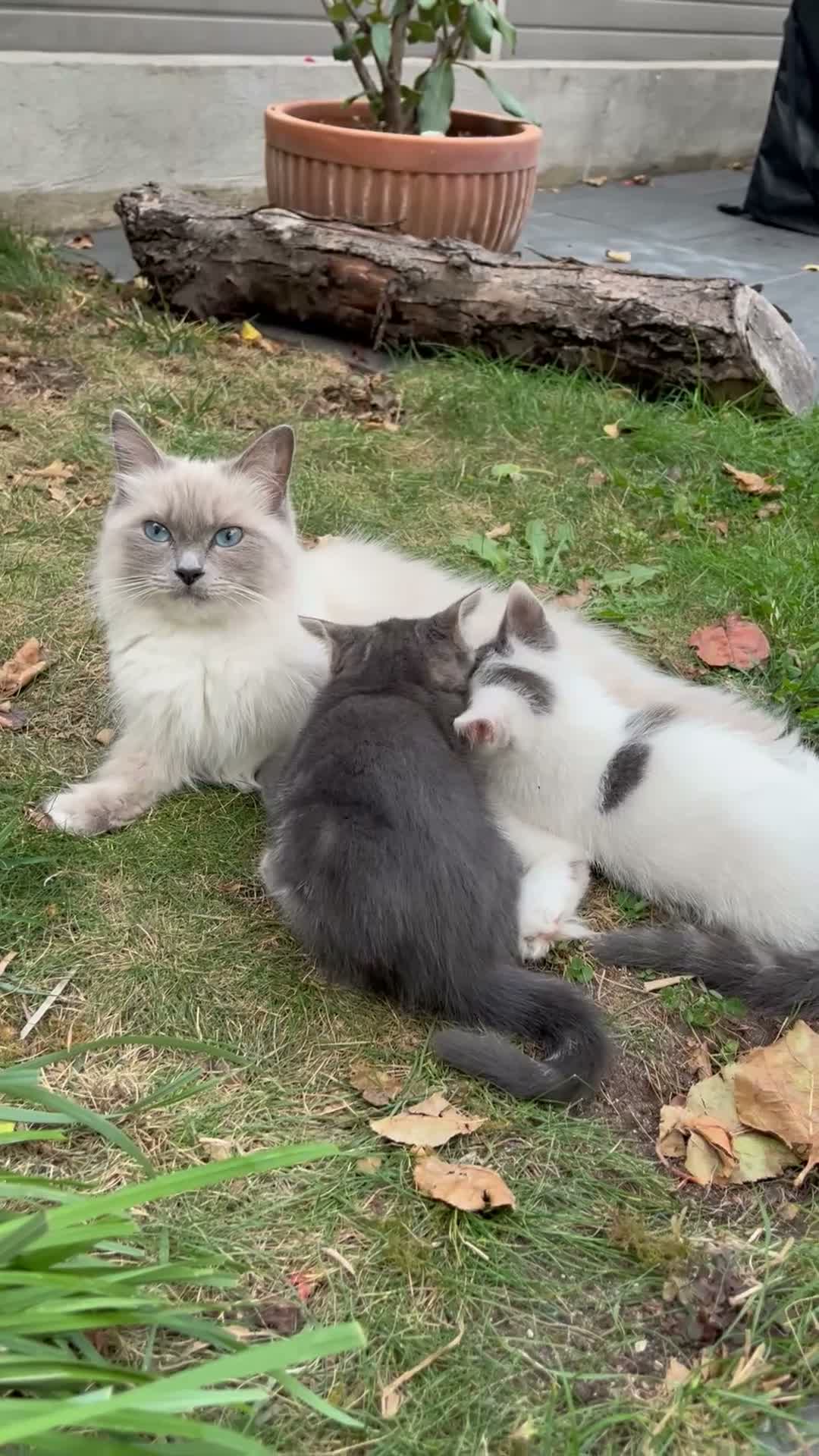 Mixed Breed cats for sale: Ragdoll cross kittens East London - Video 1