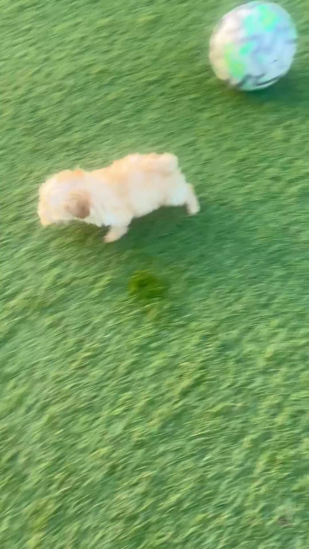 Poochon dogs for sale: Beautiful Poochon Puppies  - Video 2