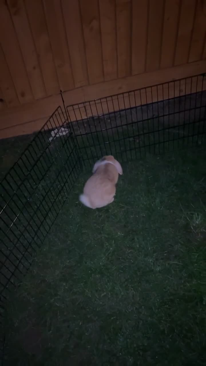 French Lop rabbits for sale: 2 male lops free to a good home - Video 2