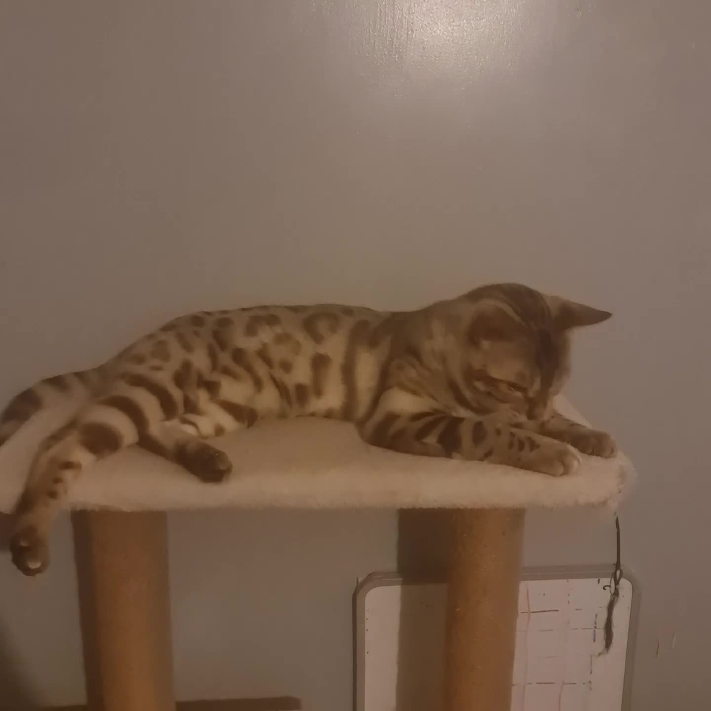Bengal cats for sale: Bengal - Video 3