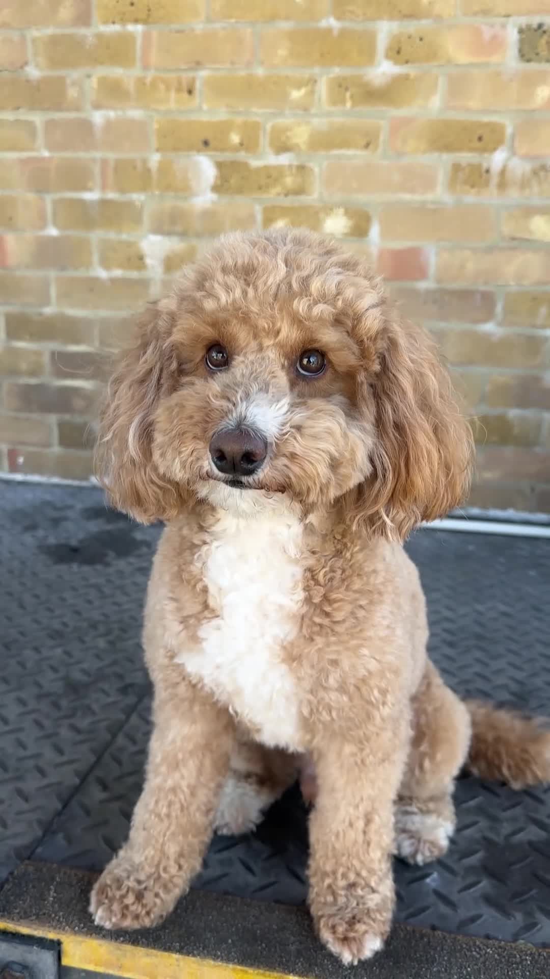 Miniature Poodle dogs for stud: Apricot Miniature Poodle For Stud in London - Video 1