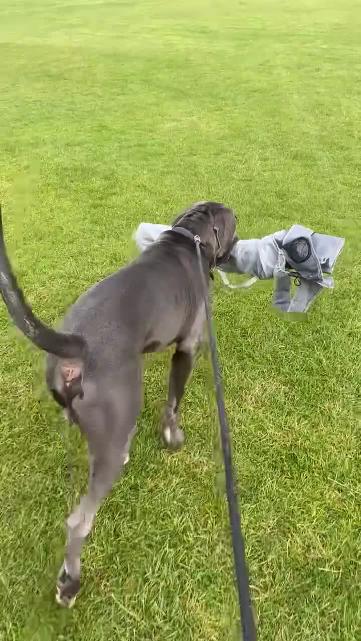 Presa Canario dogs for stud: Mr Sox  - Video 1