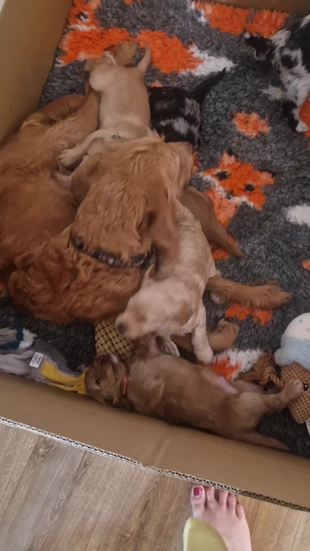 Labradoodle dogs for sale: Beautiful Miniature Labradoodle Puppies F1b - Video 1