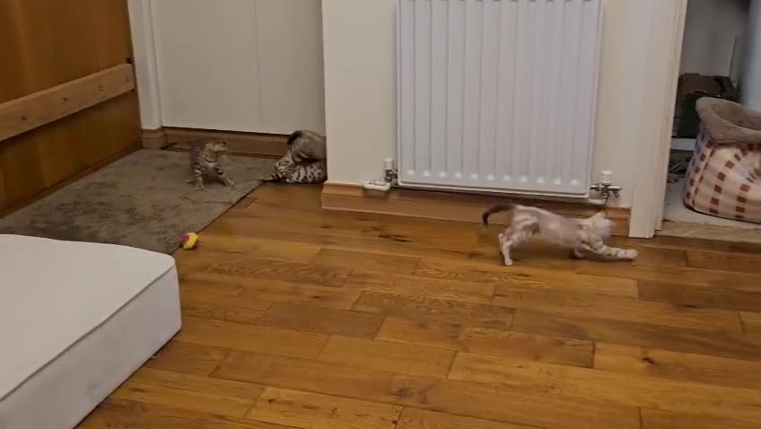 Bengal cats for sale: Stunning Bengal kittens - 3 girls left - Video 2