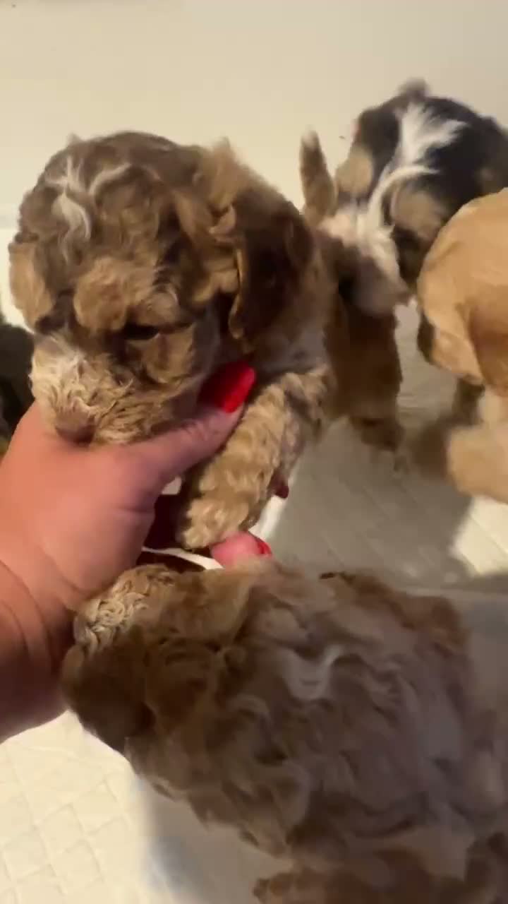 Cockapoo dogs for sale: 🌟 OUTSTANDING cockapoo puppies F1B 🌟 - Video 3