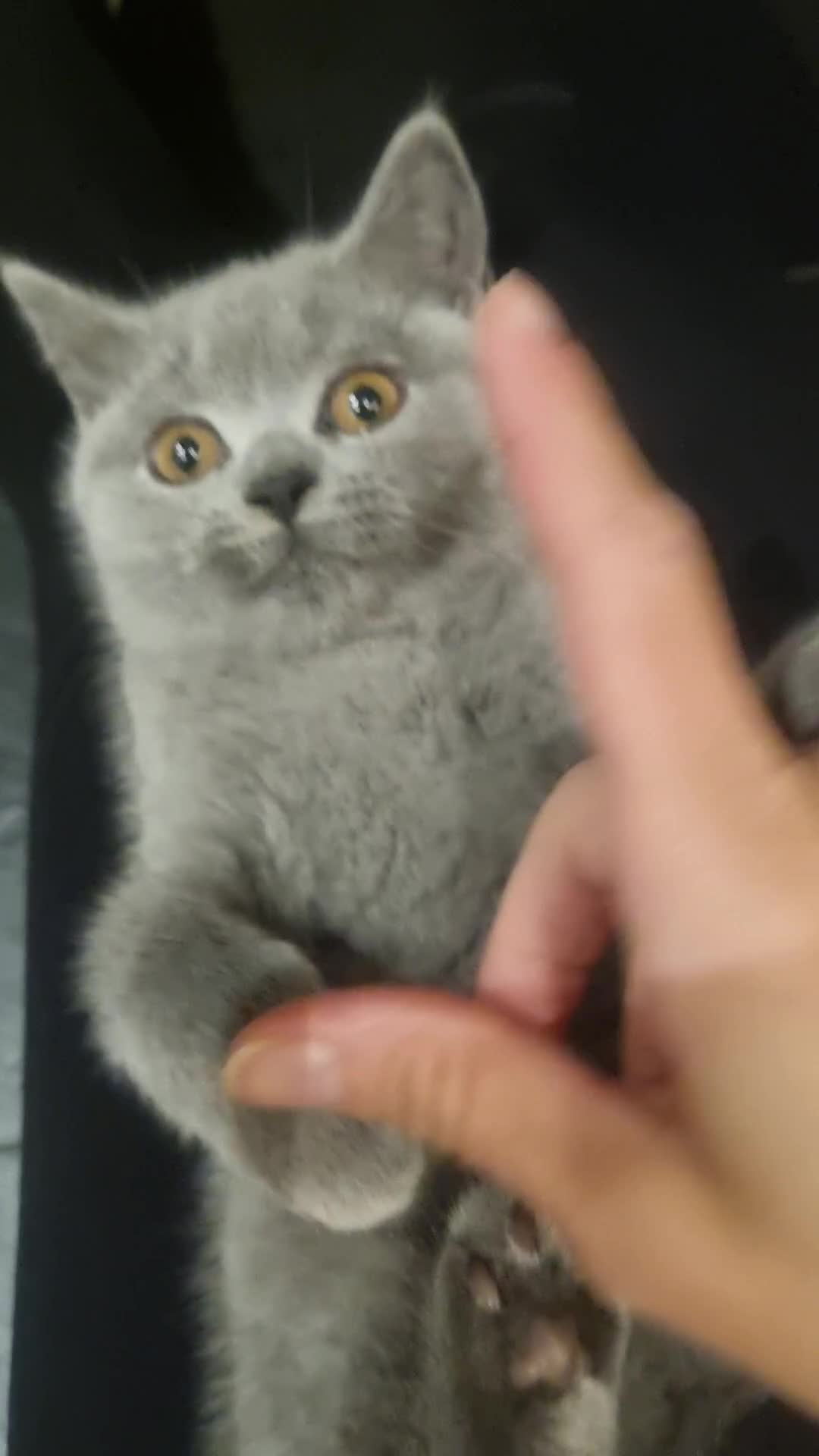 British Shorthair cats for sale:  Beautiful BSH kittens in West London - Video 1