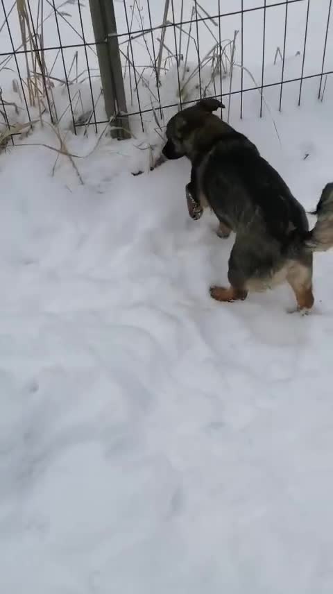 Mixed Breed dogs for adoption: ❤️NIKA & LIKA❤️ - 7 months wonderful small girls - Video 2