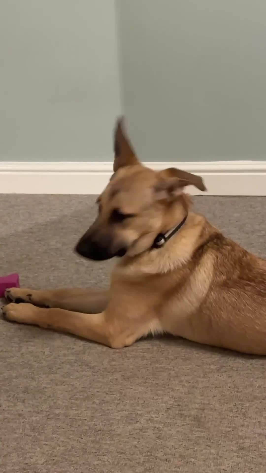 Belgian Shepherd Dog dogs for sale: Malinoise Female 9 month Old  - Video 2