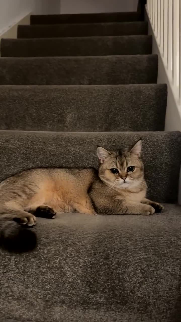 Scottish Fold cats for sale: Scottish straight cat - Video 3