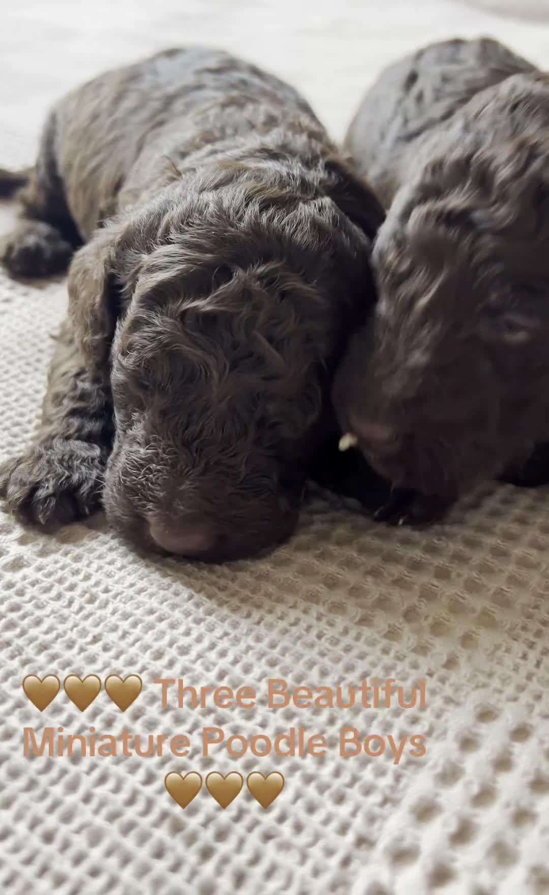 Miniature Poodle dogs for sale: 🤎 BEAUTIFUL CHOCOLATE MINIATURE POODLE BOYS 🤎 - Video 1