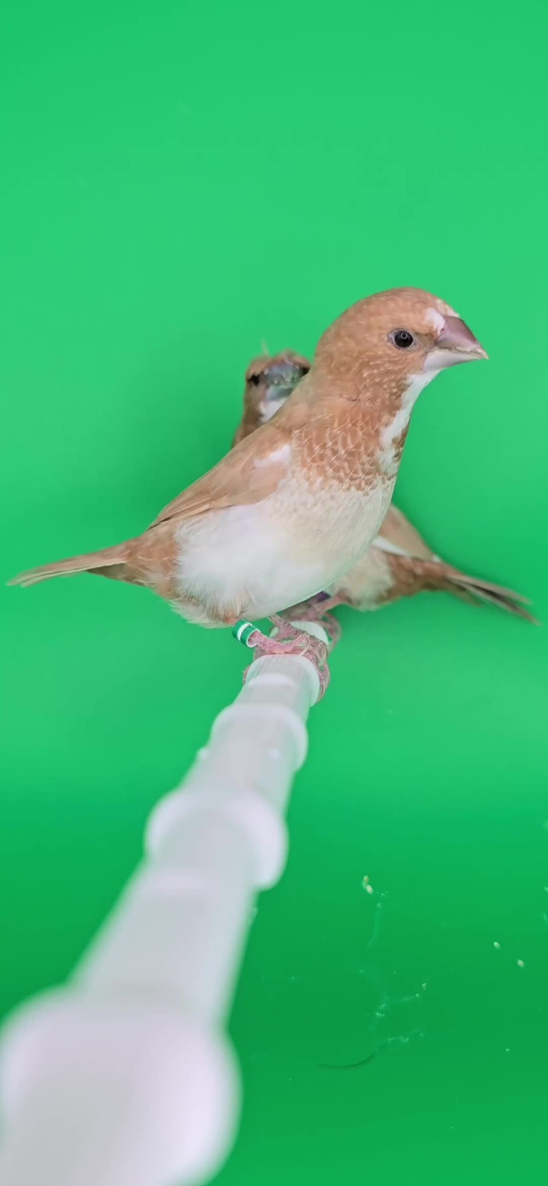 Finches birds for sale: Bengalese finches  - Video 1