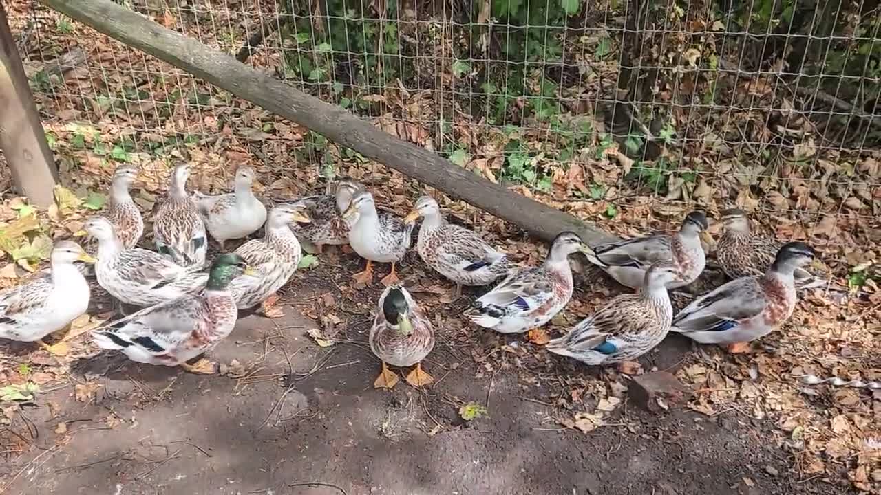 Ducks poultry for sale: Miniature Appleyard Trio - Video 1