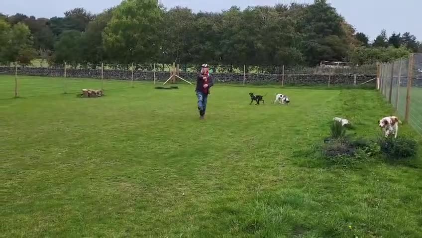 German Shorthaired Pointer dogs for adoption: Roo, female German Shorthaired Pointer, aged 2 - Video 3