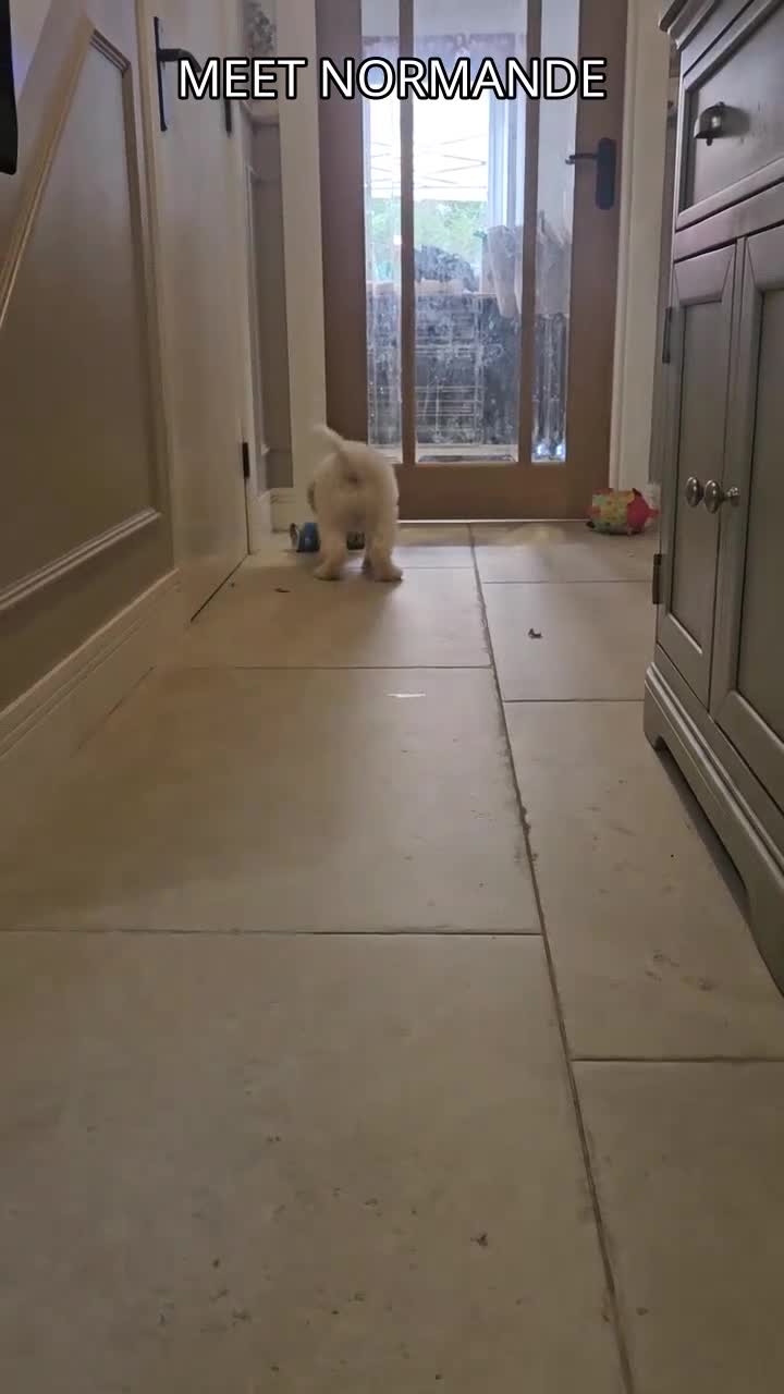 Mini Goldendoodle dogs for sale: F2B MINIATURE GOLDENDOODLES 🐾 FULLY VACCINATED ❤️ - Video 5