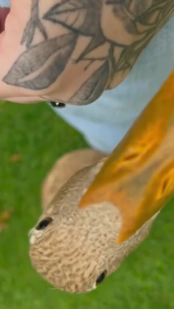 Ducks poultry for sale: Indian Runner Ducks Due April - Hand reared & tame - Video 2