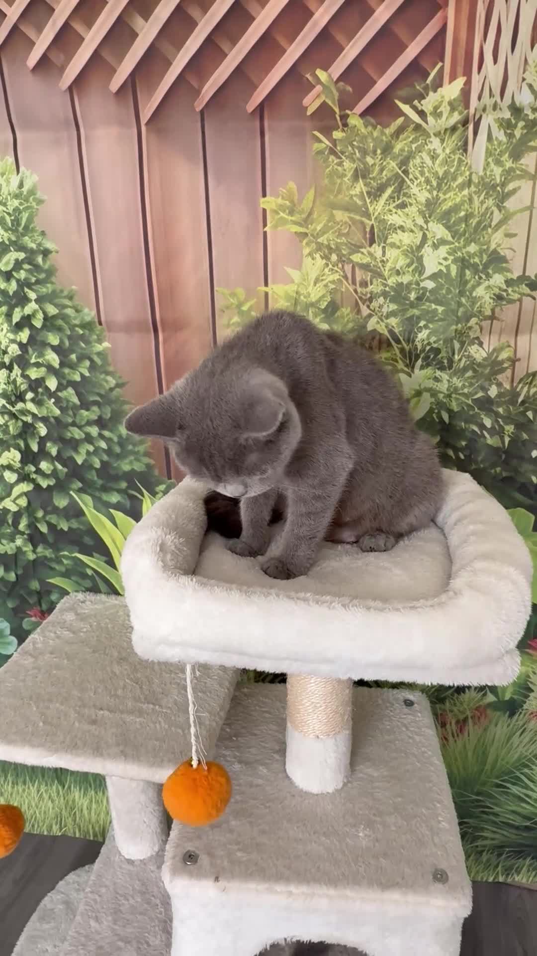 British Shorthair cats for sale: gorgeous british shorthair  - Video 1
