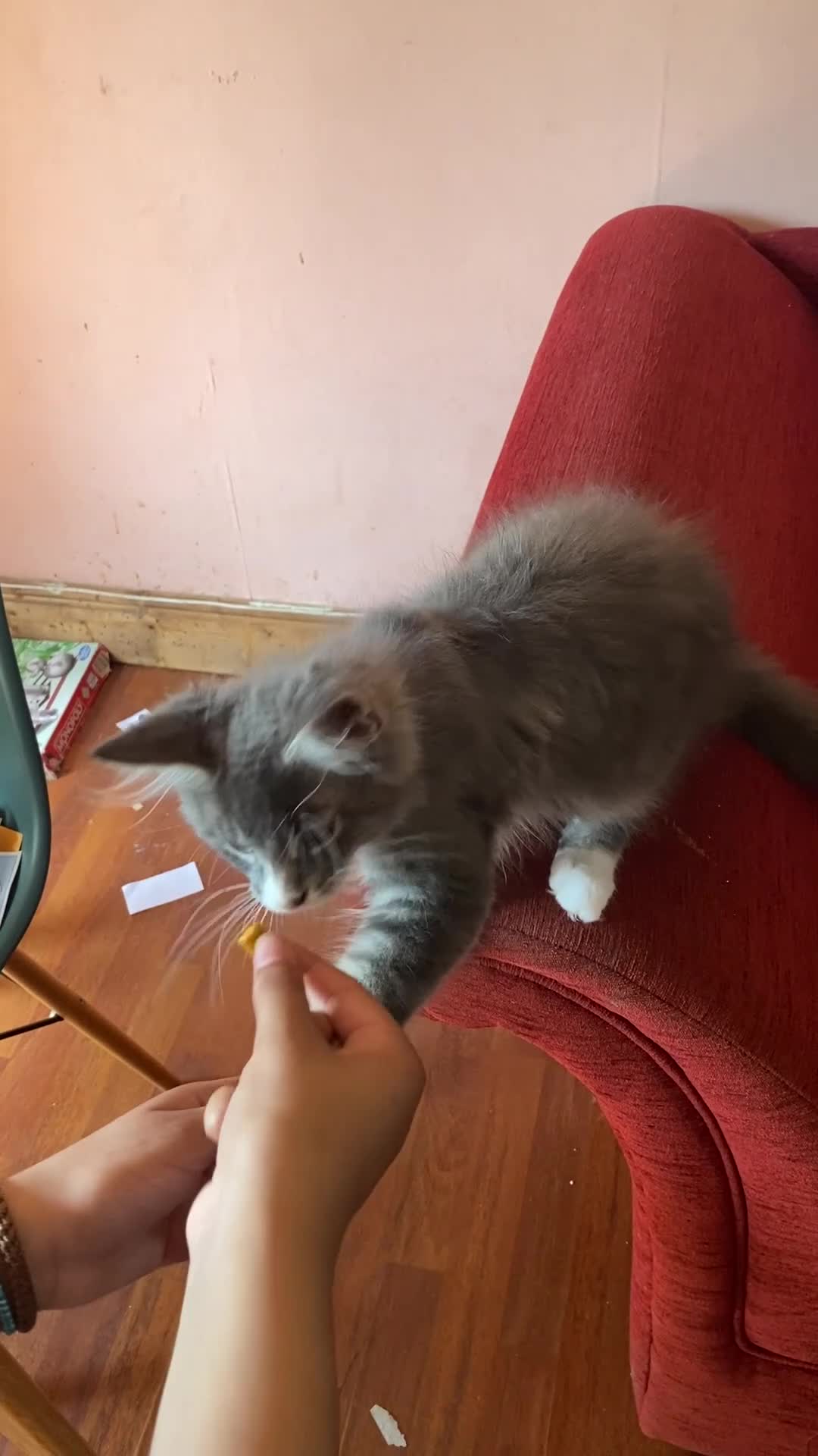 Maine Coon cats for sale: Maine Coon kittens,  - Video 2