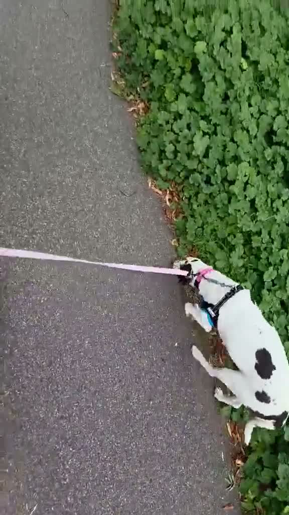 Mixed Breed dogs for adoption: Bonnie the perfect Nanny dog 2 yr old pointer X in Henlow - Video 1