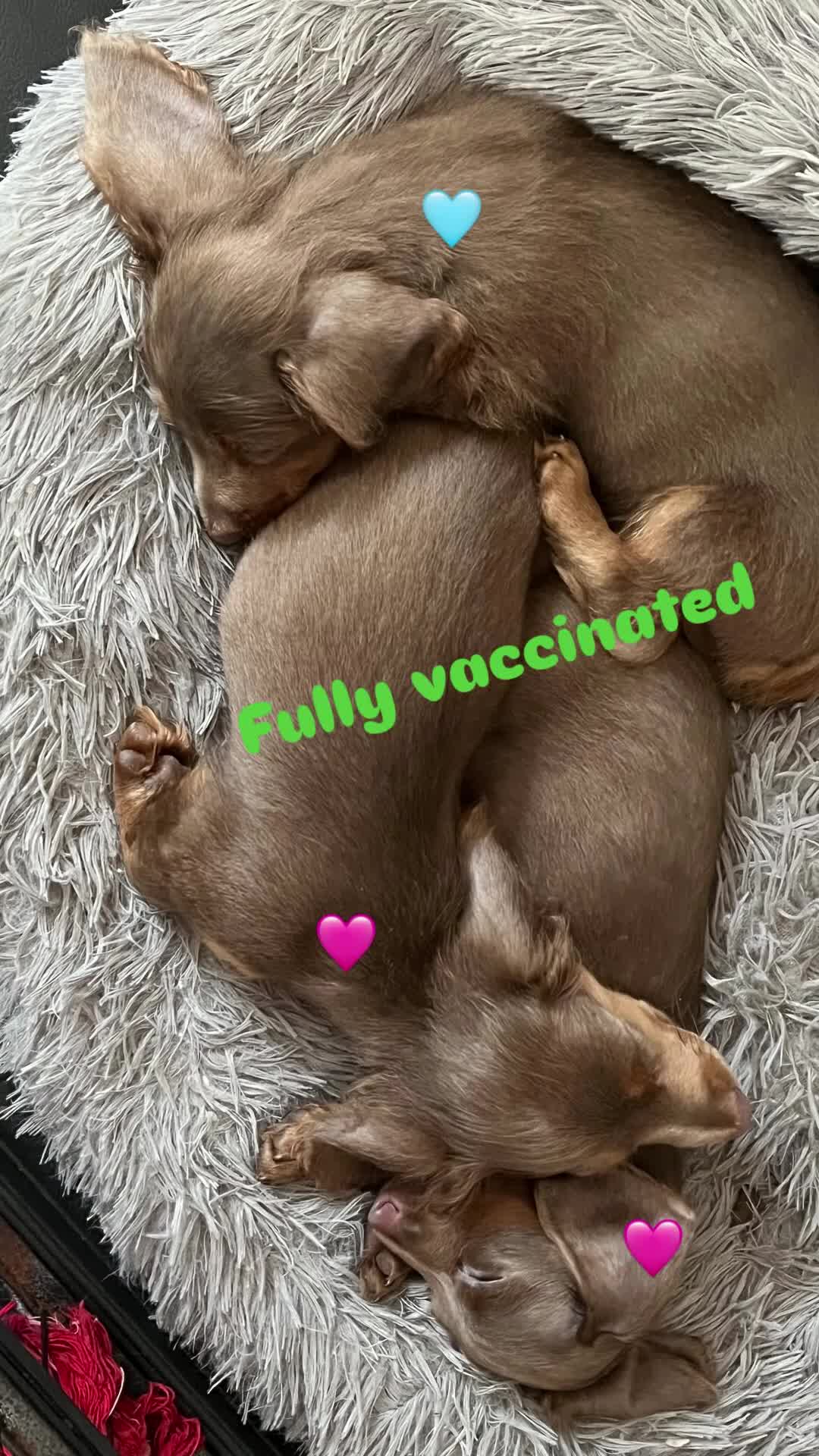 Miniature Dachshund dogs for sale: REDUCED Mini Isabella/tan Dachshunds  VACCINATED - Video 3