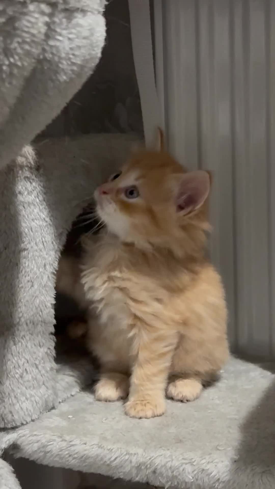 Mixed Breed cats for sale: Adorable Kittens Looking for Their Forever Homes - Video 1