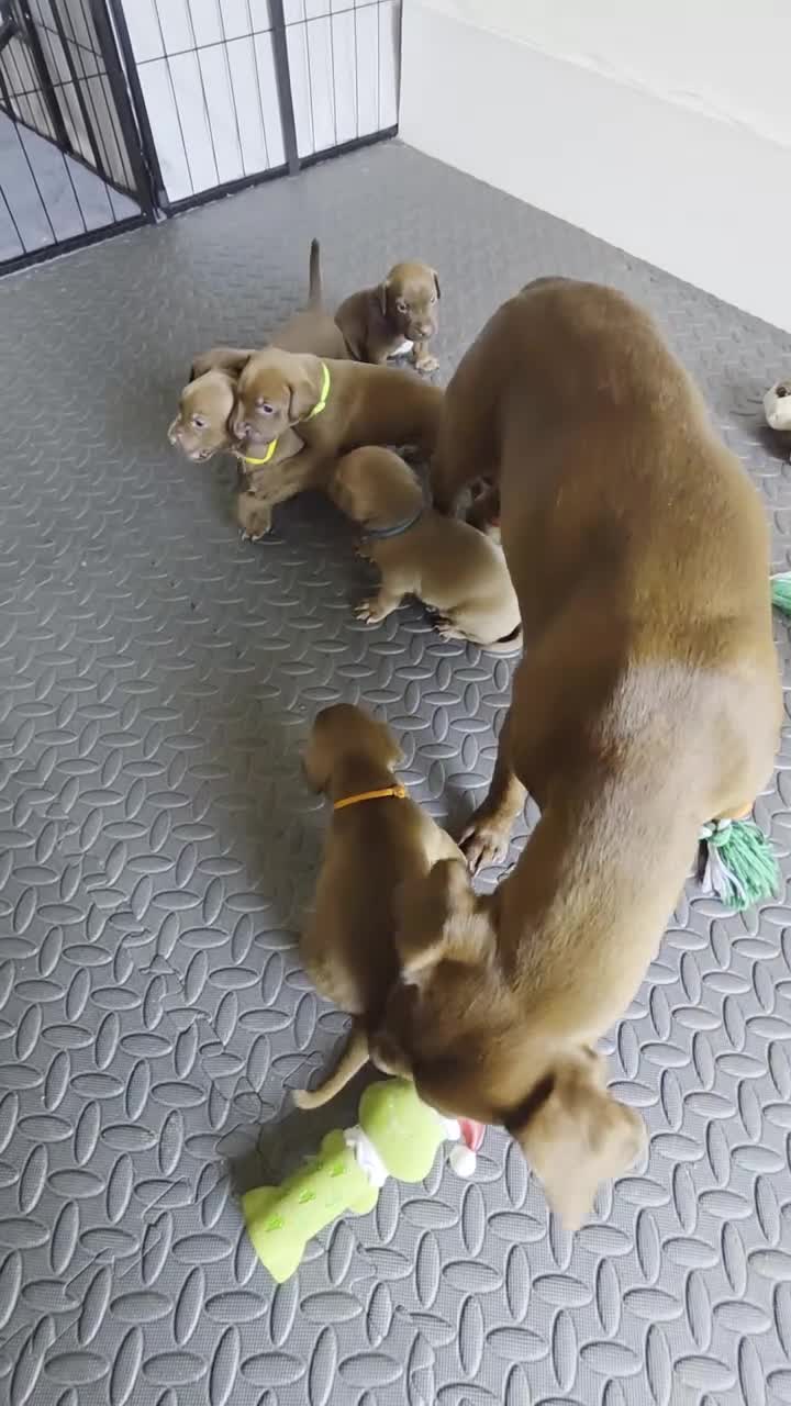 Patterdale Terrier dogs for sale: Chocolate patterdale puppies  - Video 2