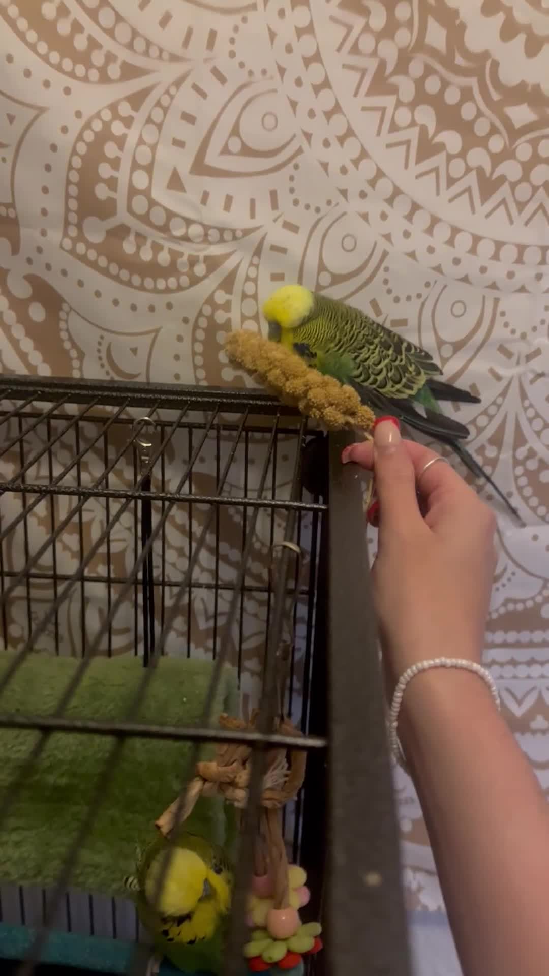 Budgerigars birds for sale: Two lovely male budgies  - Video 1