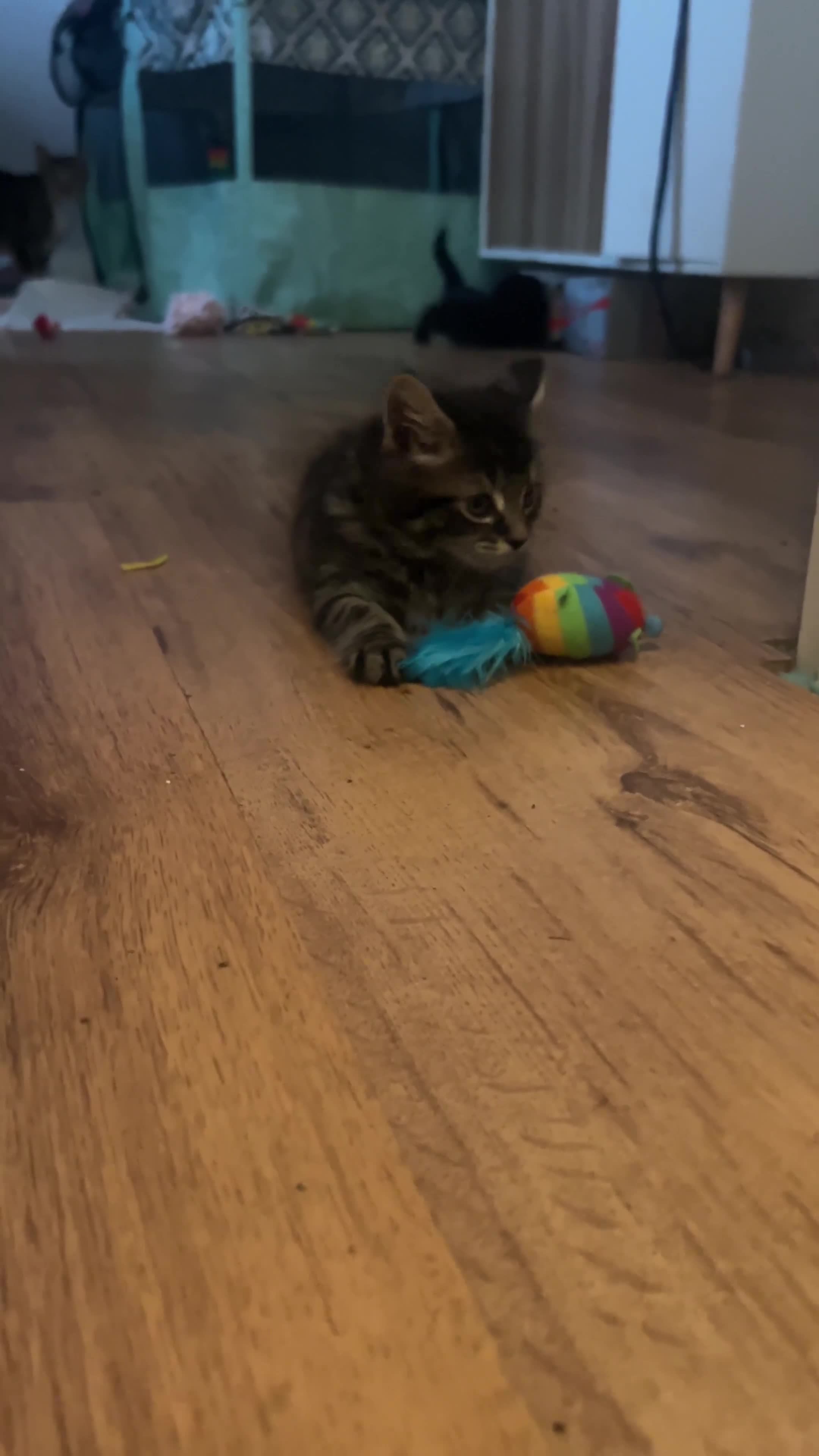 Mixed Breed cats for sale: Kittens - Video 4