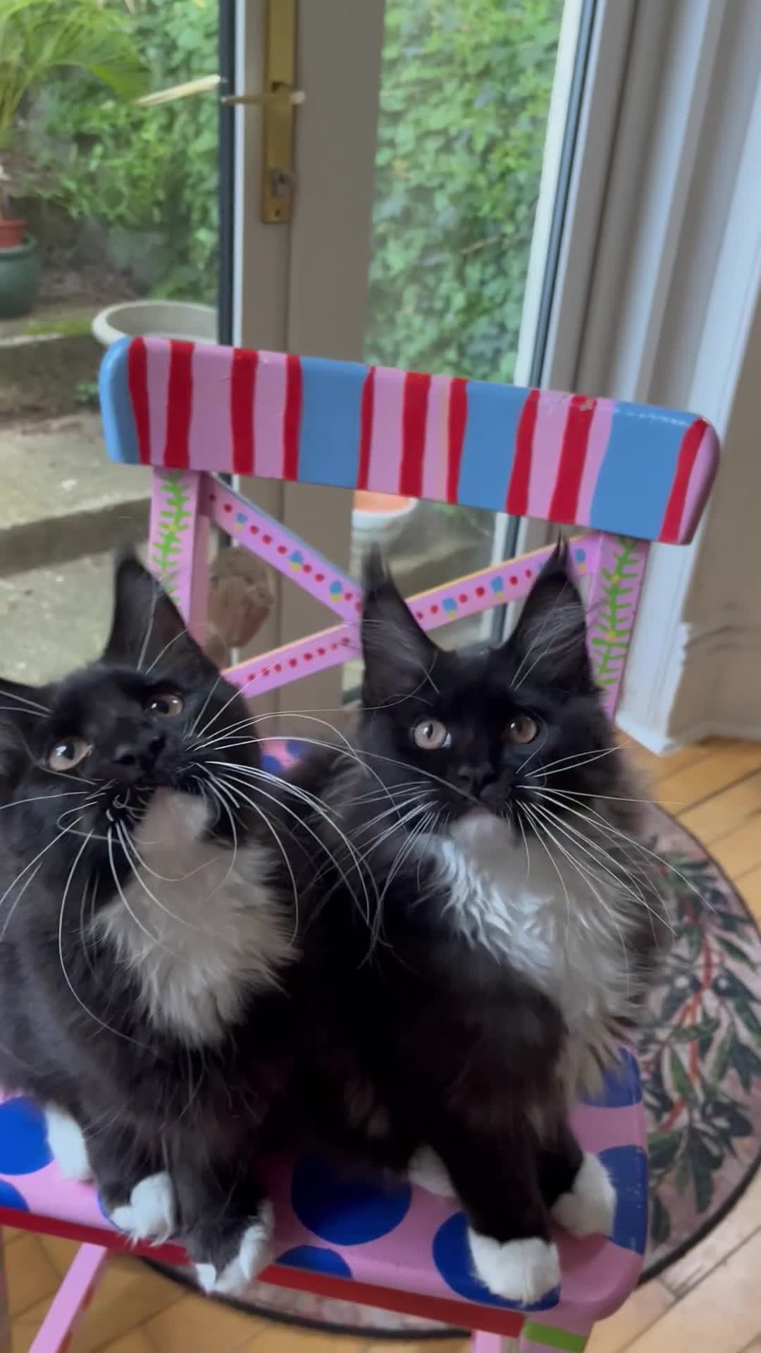 Maine Coon cats for sale: GCCF active / domestic Maine Coon  - Video 1