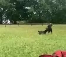 Rottweiler dogs for stud: Protection trained Serbian Rottweiler for Stud in Oldbury - Video 2