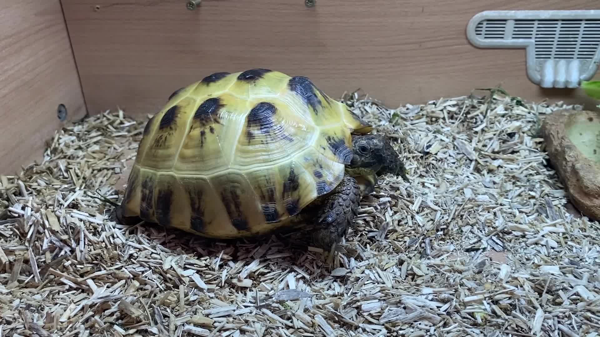Tortoise reptiles for sale:  Horsefield Tortoise and Full Vivarium Set Up  - Video 1