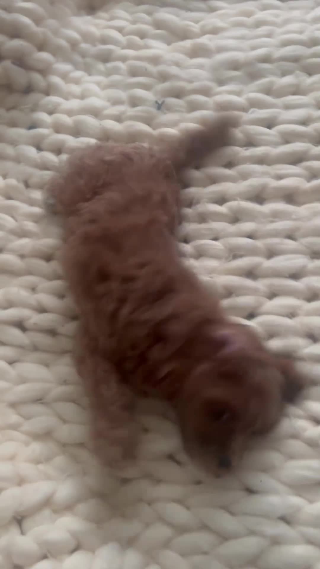 Mixed Breed dogs for sale: FLUFFY LOVING and FUN TOY COCKAPOO PUPPIES in Folkestone - Video 2
