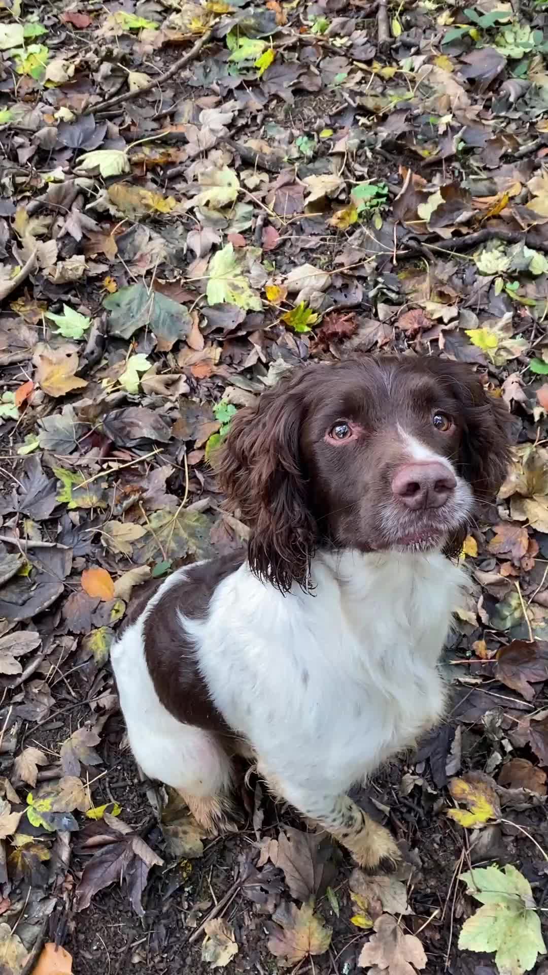 English Springer Spaniel dogs for stud: Working Springer Bineswych Billy (Monty) for Stud - Video 1