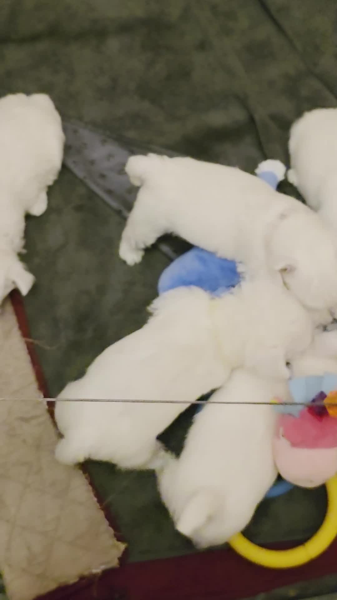 West Highland Terrier dogs for sale: Pure Westies Kc registered  - Video 1