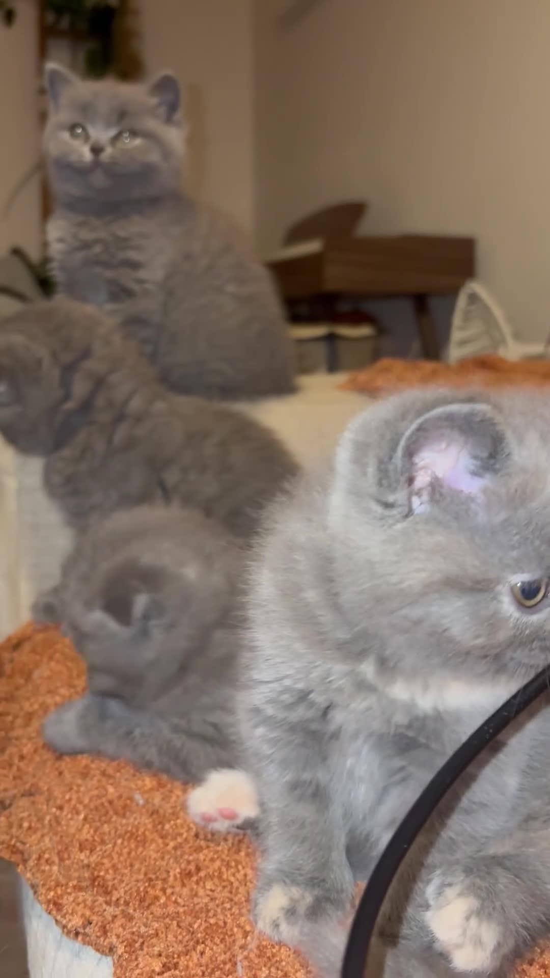 British Shorthair cats for sale: 💕1 beautiful girl  left 💕now reduced  - Video 1