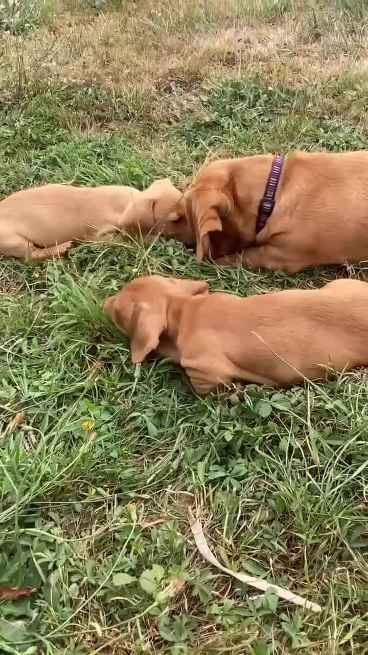 Miniature Dachshund dogs for sale: Gorgeous miniature smooth coated dachshunds  - Video 2